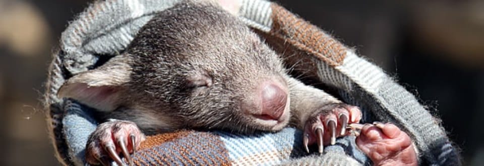 Bonorong Wildlife Sanctuary