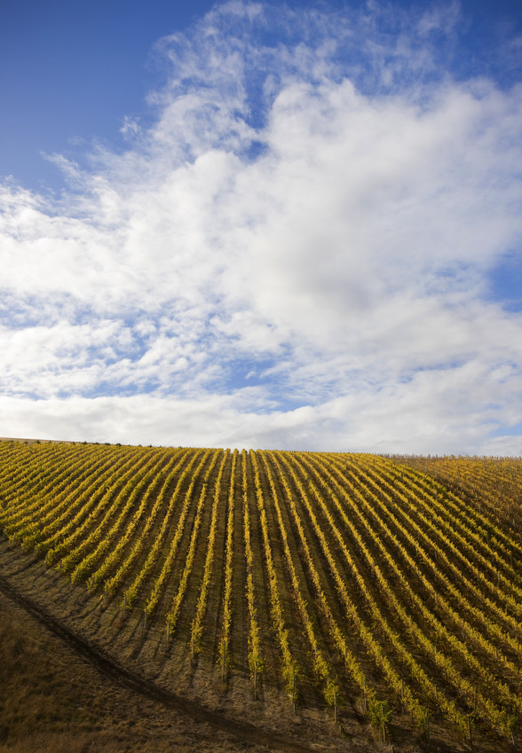 Geelong Wine Region