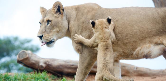 Werribee Open Range Zoo