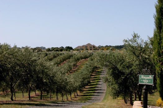 Manzanillo Grove