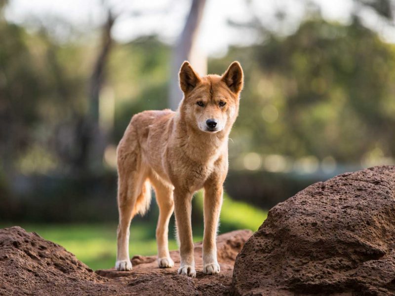 Healesville Zoo - Things to Do Near Yarra Valley Lodge