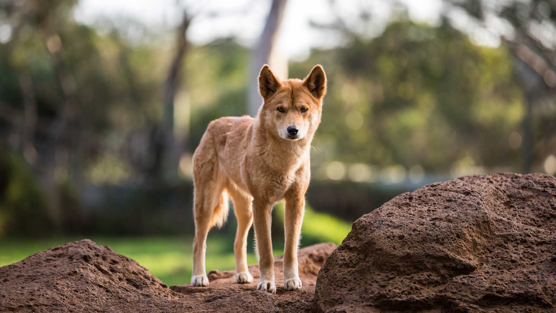 Healesville Zoo - Things to Do Near Yarra Valley Lodge