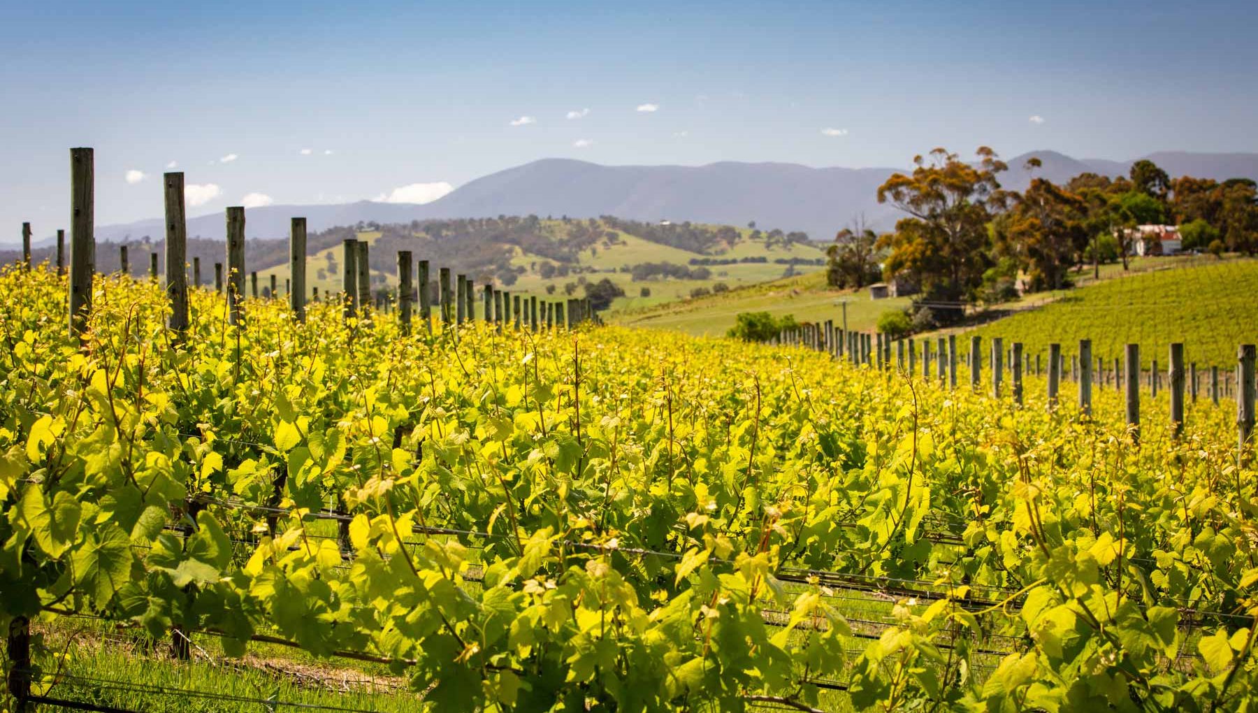 Wineries in the Yarra Valley - Things to Do Near Yarra Valley Lodge