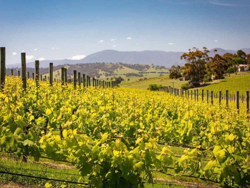 Wineries in the Yarra Valley - Things to Do Near Yarra Valley Lodge