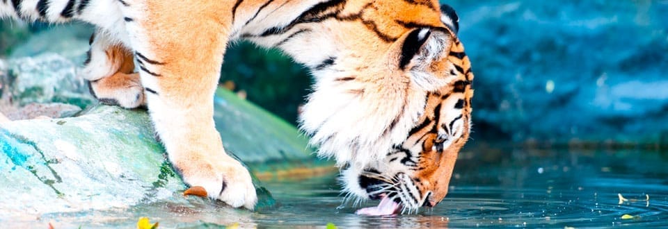 Auckland Zoo