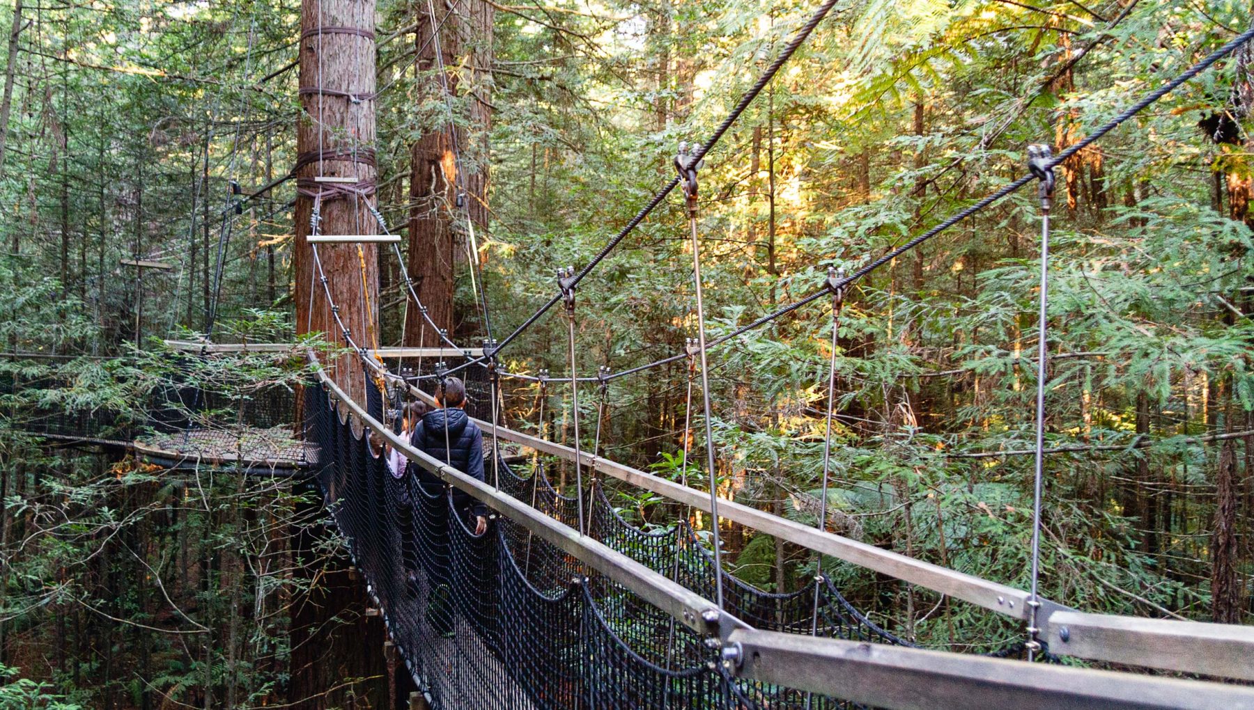 Redwoods Treewalk