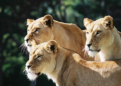 Wellington Zoo - Things to Do Near Rydges Wellington Airport