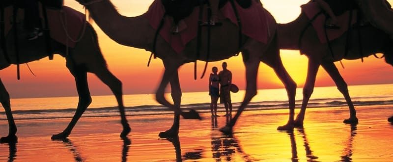 Port Macquarie Camel