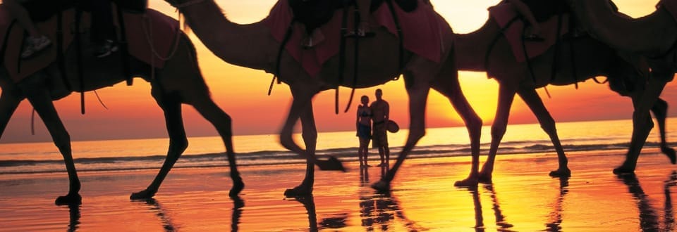 Port Macquarie Camel