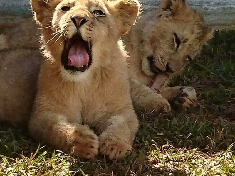 zoo