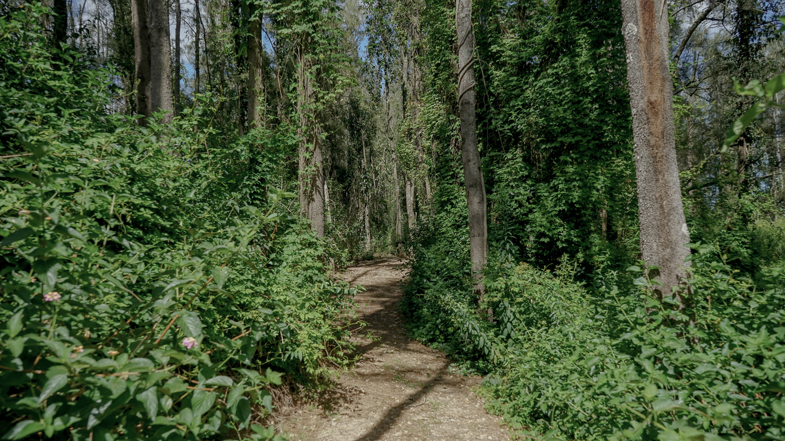 Walking Trail