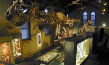 Tyrannosaurus rex skeleton Fossil museum