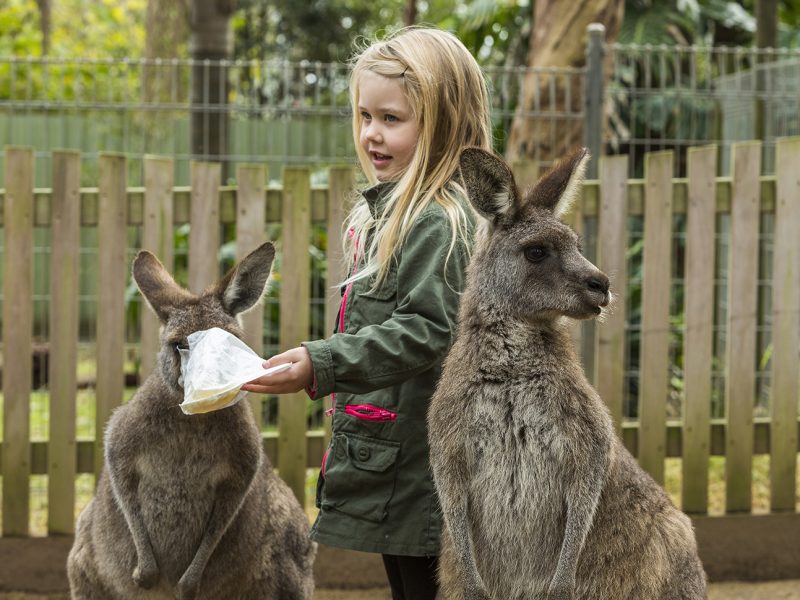 Things to do near Rydges Norwest Sydney - Koala Sanctuary