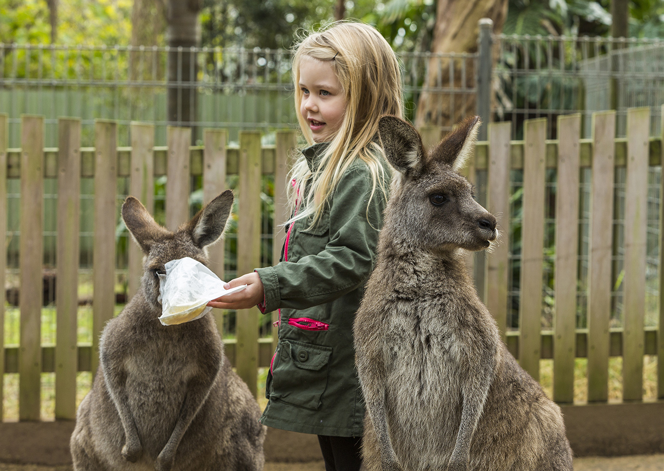 Things to do near Rydges Norwest Sydney - Koala Sanctuary