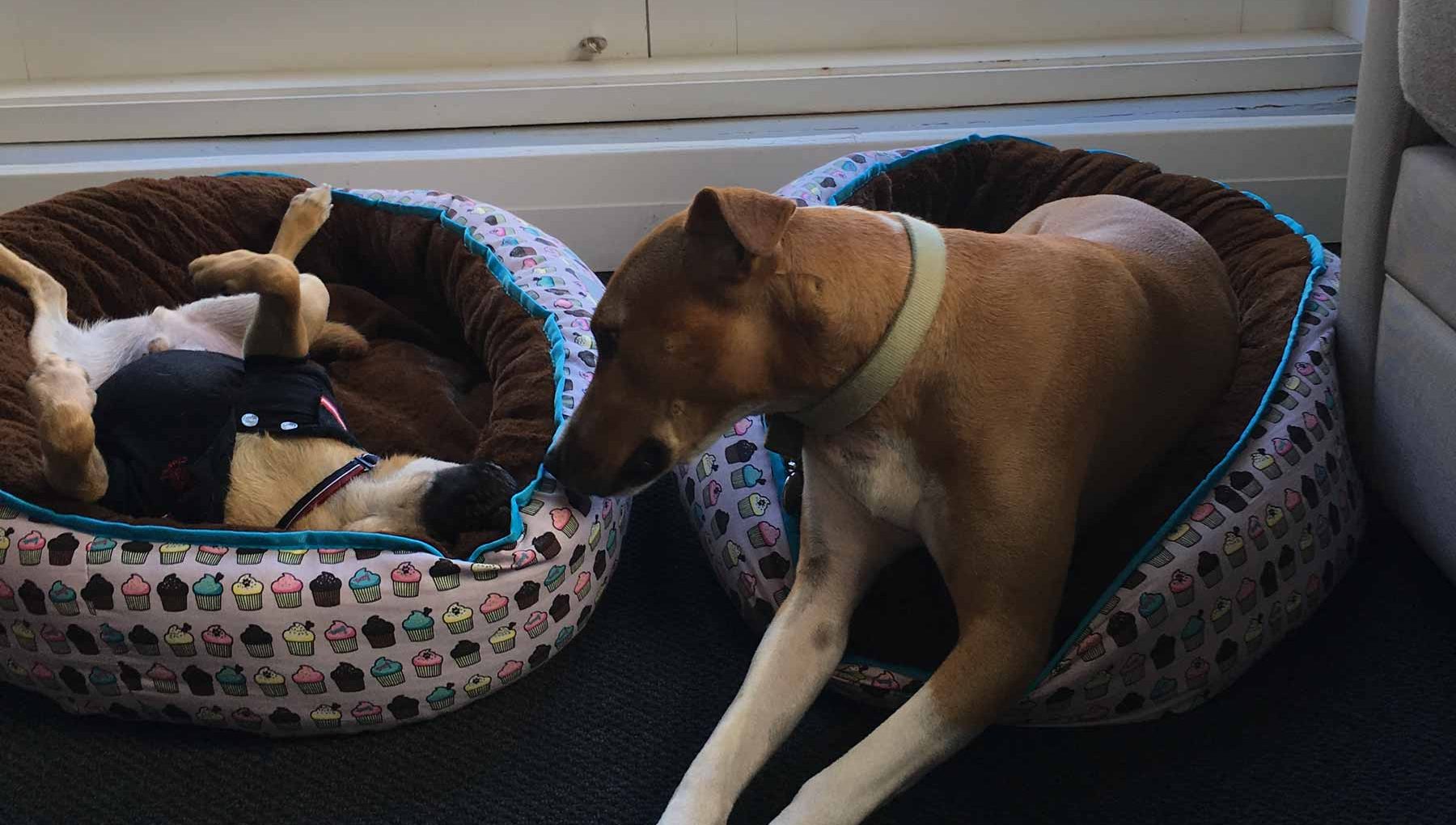 the ultimo hotel pet friendly sydney hotel