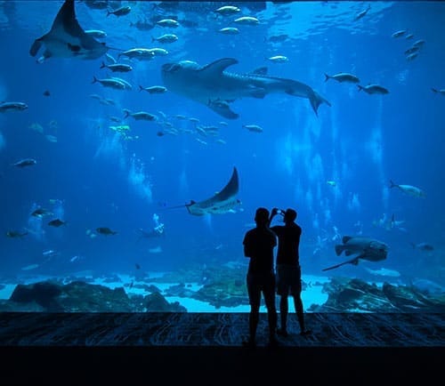 Two figures stand by a large aquarium, observing various sea creatures swimming in blue water, including sharks and rays.