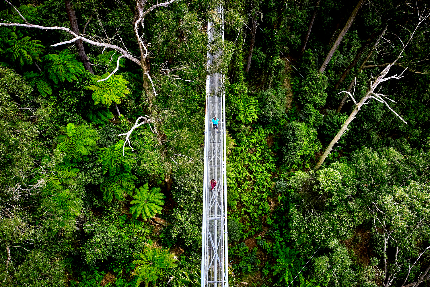 Illawarra Fly Treetop Adventure